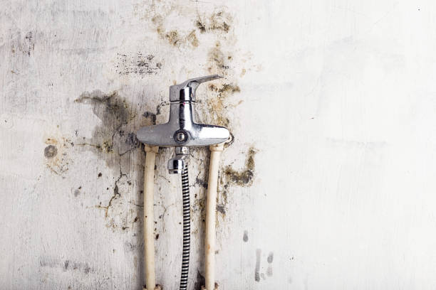Best Toxic Mold Removal  in Clear Lake, WI