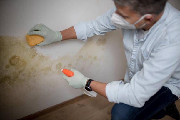 Office Mold Removal Services in Clear Lake, WI