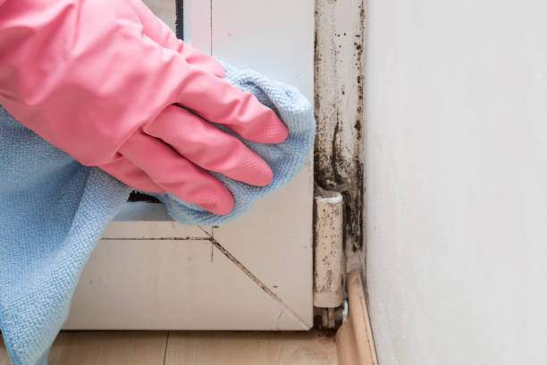 Best Certified Mold Removal  in Clear Lake, WI